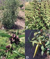 Image result for Vincetoxicum monticola