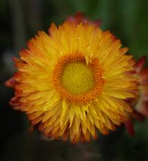 Image result for Helichrysum brassii