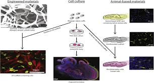 We did not find results for: The Tissue Engineering Model And Different Ways 3d Microenvironments Download Scientific Diagram