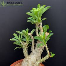 Image result for Pachypodium saundersii