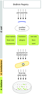 Isolation of the gene of interest; A Biobrick Compatible Strategy For Genetic Modification Of Plants Journal Of Biological Engineering Full Text