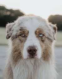 Is an australian shepherd related to a german shepherd? Husky Australian Shepherd Mix Everything To Know My Happy Husky
