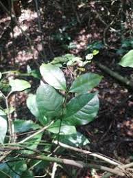 Image result for Gnetum africanum