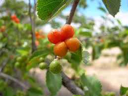 Image result for Grewia praecox