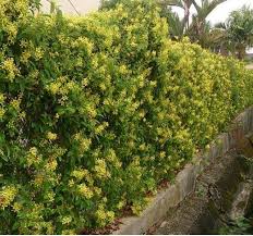 Image result for Tristellateia africana