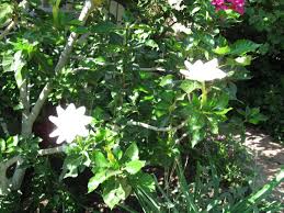 Image result for Thunbergia racemosa