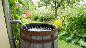 Do This Not That When Harvesting Rainwater