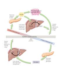 That's the fuel your muscles and organs use to work and stay healthy. Hyperglycemia And What To Do About It Ems World
