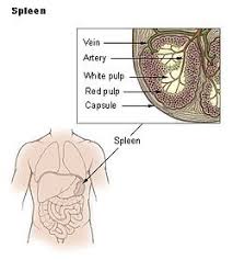 The spleen is a small organ, typically located on the left side of the body, behind the ribcage and stomach. Spleen Wikipedia