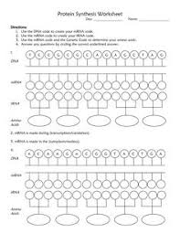 Answer key what occurs first, transcription or translation? 42 Transcription And Translation Ideas Teaching Biology Biology Classroom Biology Lessons