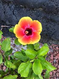 Browse the most recent pompano beach, florida obituaries and condolences. Myrtle Beach Flowers Picture Of North Myrtle Beach Coastal South Carolina Tripadvisor