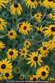 Image result for Rudbeckia Paradisio