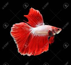 Types of betta fish team red dragon, the great warrior. Red Dragon Siamese Fighting Fish Betta Fish Isolated On Black Stock Photo Picture And Royalty Free Image Image 107689506