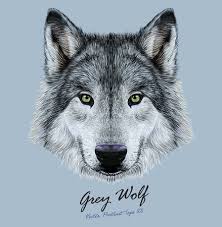Black wolf dog with green eyes. Vector Illustrative Portrait Of Wolf Beautiful Gazing Face Of Gray Wolf With Green Eyes Tasmeemme Com