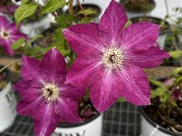 Image result for Clematis