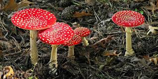 The intensity of magic mushrooms can depend on where it was grown and how it has been handled. Mushrooms Found In Colorado Deadly Psychedelic And Everything In Between