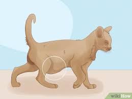 An extensive group of muscles, ligaments, and tendons hold the tail together and provide its amazing mobility. How To Identify Worms In A Cat 14 Steps With Pictures Wikihow