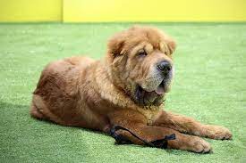 The head is large and covered in wrinkles, with small eyes that offer a scowling. Shar Pei Beautiful Hair Dog Competition Dog Training Competition Obedience Adorable Bravery Dog Grass Trust Pikist
