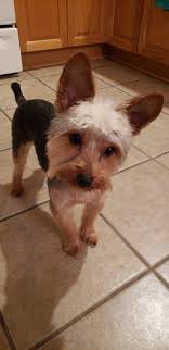 Tucker back from the groomer .....