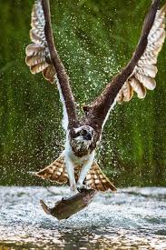 Birds Of Prey Digital Release Date Osprey Jani Lepisto Beautiful Birds Birds Of Prey Pet Birds