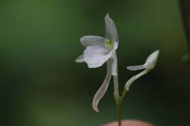 Image result for Cribbia