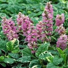 The cast iron plant loves to grow in a shaded area. Home Butterfield Gardens Ground Cover Open 8 4 Monday Friday 801 381 2593
