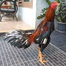 Tips Merawat Anak Ayam Aduan Supaya Tumbuh Kuat Dan Bertulang Keras Ayam Juara Ayam Ayam Jantan Hewan