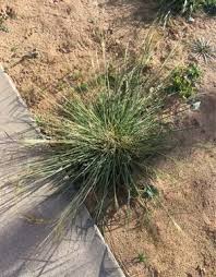Image result for Aristida canescens