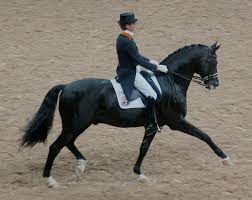 Edward gal has won his 10th national championship in holland this weekend. Edward Gal Wikipedia