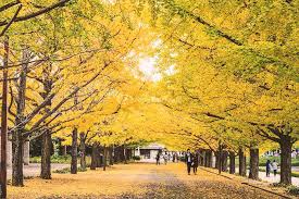 Meiji-jingu Gaien: Ngắm mùa thu lá vàng tuyệt đẹp ngay tại Tokyo | SONGHANTOURIST
