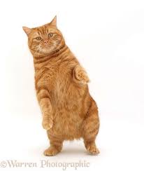 Ginger Cat Dancing Photo Dancing Cat Ginger Cats British Shorthair Cats