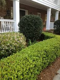 Shop our top selling boxwood shrub! Pin By Brandy Wall On Retsas Residence Landscaping Inspiration Front Landscape Front Landscaping