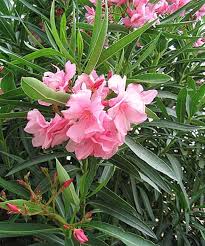 Oleander hat aufgrund seiner langen blütezeit und seines immergrünen laubs einen hohen zierwert und wird gerne in hellen ecken und nischen platziert. Oleander Nerium Oleander Beschreibung Steckbrief Systematik