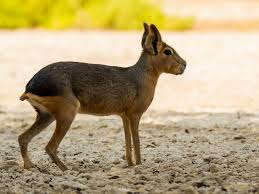 Image result for Dolichos junodii