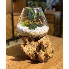 Selain menjadi dekorasi untuk kamu bisa mengisi aquarium ini dengan berbagai ikan hias kecil mulai dari cupang sampai ikan laut! Jual Akuarium Ikan Cupang Unik Pot Kaca Size L Pot Sekulen Kaktus Aquascape Pot Kaca Unik Di Lapak Dreamcatcher Bali Bukalapak