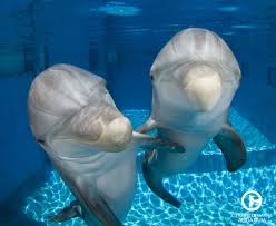 Winter And Hope The Dolphins Trying To Take A Selfie Dolphin Tale Clearwater Marine Aquarium Dolphins