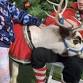 Reindeer Day at Perry Crossing event image
