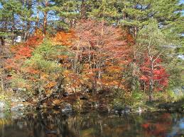 Je to rovněž jeden z nejvzácnějších druhů rodu hrachor rostoucích na území české republiky. Arboretum Botanicke Zahrady Botanicka Zahrada Tabor