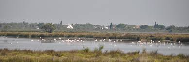 Portal web para que el ciudadano solicite por internet cita en las oficinas unicas de extranjería. Viaggio In Camargue Il Paradiso Francese Sulle Delta Del Rodano