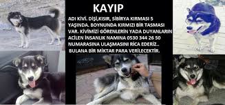 Kayip Kopek Turkiye On Goruntuler Ile Kopek Yaya 5 Yasinda