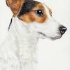 The jack russell comes in many shapes and sizes, it is not recognised by the k.c. 1