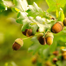 Click here for more information and pictures. Tons Of Acorns It Must Be A Mast Year