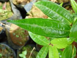 Image result for Warneckea