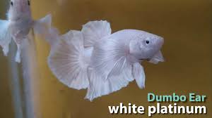 Fluffy dumbo ear betta so cute!!! Wooww Betta Super White Plakat Dumbo Ear White Platinum Youtube