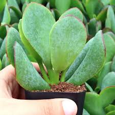 Image result for Crassula alsinoides