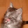 Maybe you would like to learn more about one of these? Wichtig Dringend Pneumothorax Beim Kater