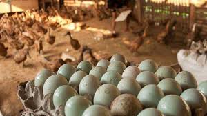 Telur itik mengandung nutrisi dua kali lebih banyak daripada telur ayam, dan memiliki cangkang lebih tebal sehingga lebih awet masa simpannya. Subhanallah Ini Bukti Bahwa Telur Bebek Bisa Kalahkan Obat Dan Kosmetik Tribun Jambi