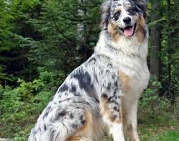 Avustralya Coban Kopegi Australian Shepherd Hakkinda Bilgiler