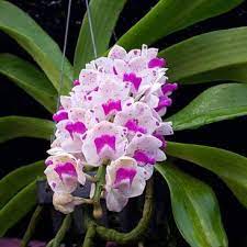 K K Orchids One Of The Quality Orchids Distributor In Sri Lanka