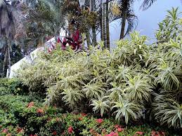 All The Plants 3rd Ed Dracaena Reflexa Song Of India Plants Dracaena Flower Names